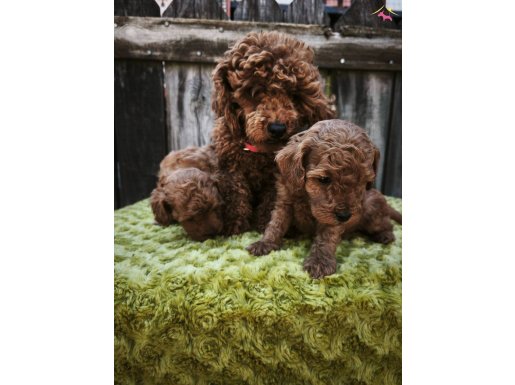 HERKESE HER BÜTÇE YE TOY POODLE YAVRULARI