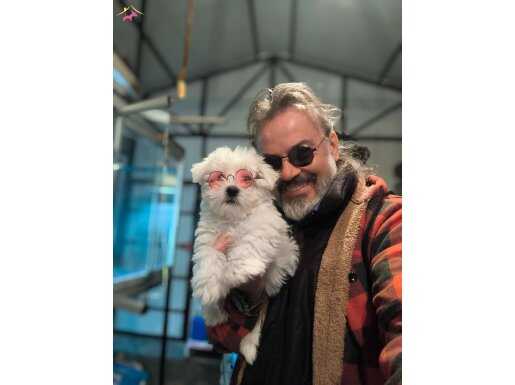 BAKMADAN GEÇME MALTESE TERİER YAVRULAR