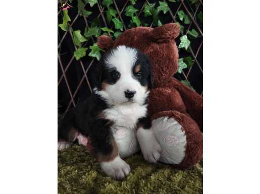 Evladiyelik Dost Safkan Bernese Mountain Dog Yavruları