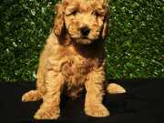HER KESE HER KESEYE UYGUN POODLE YAVRULAR