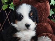 Evladiyelik Dost Safkan Bernese Mountain Dog Yavruları