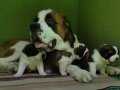 DEV  İRK ST BERNARD YAVRULARİ 