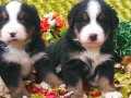 Bernese mountain dog yavruları 