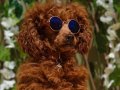 EN HESAPLİ TOY POODLE YAVRULAR