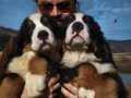 BERNESE MOUNTAİN DOG YAVRULARI