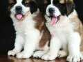 DEV KÖPEK SAİNT BERNARD YAVRULAR