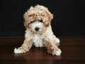 MALTİPO  KORE KAN POODLE TADINDA