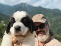 HEİDİ NİN KÖPEĞİ SAİNT BERNARD YAVRULAR