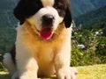 HEİDİ NİN KÖPEĞİ SAİNT BERNARD YAVRULAR