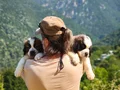 HEİDİ NİN KÖPEĞİ SAİNT BERNARD YAVRULAR