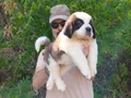 HEİDİ NİN KÖPEĞİ SAİNT BERNARD YAVRULAR