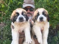 HEİDİ NİN KÖPEĞİ SAİNT BERNARD YAVRULAR