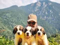 HEİDİ NİN KÖPEĞİ SAİNT BERNARD YAVRULAR