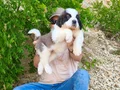HEİDİ NİN KÖPEĞİ SAİNT BERNARD YAVRULAR