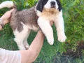 HEİDİ NİN KÖPEĞİ SAİNT BERNARD YAVRULAR