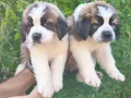 HEİDİ NİN KÖPEĞİ SAİNT BERNARD YAVRULAR
