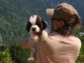 HEİDİ NİN KÖPEĞİ SAİNT BERNARD YAVRULAR