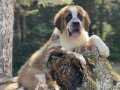 İRİ KÖPEK SEVENLER İÇİN SAİNT BERNARD YAVRULAR