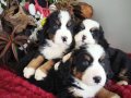 EVDE BAKILABİLİR. ORTA SINIF UYSAL BERNESE MOUNTAİN DOG