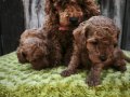 HERKESE HER BÜTÇE YE TOY POODLE YAVRULARI