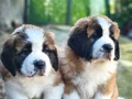HEİDİ NİN  DEV KÖPEĞİ SAİNTBERNARD YAVRUSU
