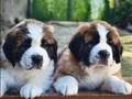 HEİDİ NİN  DEV KÖPEĞİ SAİNTBERNARD YAVRUSU