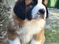 HEİDİ NİN  DEV KÖPEĞİ SAİNTBERNARD YAVRUSU