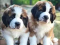 HEİDİ NİN  DEV KÖPEĞİ SAİNTBERNARD YAVRUSU