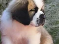 HEİDİ NİN  DEV KÖPEĞİ SAİNTBERNARD YAVRUSU