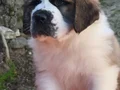 HEİDİ NİN  DEV KÖPEĞİ SAİNTBERNARD YAVRUSU