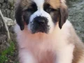 HEİDİ NİN  DEV KÖPEĞİ SAİNTBERNARD YAVRUSU