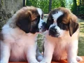 HEİDİ NİN  DEV KÖPEĞİ SAİNTBERNARD YAVRUSU