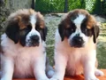 HEİDİ NİN  DEV KÖPEĞİ SAİNTBERNARD YAVRUSU