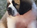 HEİDİ NİN  DEV KÖPEĞİ SAİNTBERNARD YAVRUSU