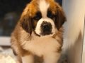 TÜRKİYE'DE EN GÜZEL ST  BERNARD YAVRULARI BİZDE
