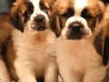 TÜRKİYE'DE EN GÜZEL ST  BERNARD YAVRULARI BİZDE