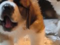 TÜRKİYE'DE EN GÜZEL ST  BERNARD YAVRULARI BİZDE