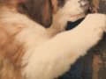 TÜRKİYE'DE EN GÜZEL ST  BERNARD YAVRULARI BİZDE