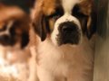 TÜRKİYE'DE EN GÜZEL ST  BERNARD YAVRULARI BİZDE