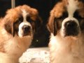 TÜRKİYE'DE EN GÜZEL ST  BERNARD YAVRULARI BİZDE