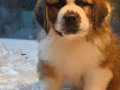 TÜRKİYE'DE EN GÜZEL ST  BERNARD YAVRULARI BİZDE