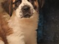 TÜRKİYE'DE EN GÜZEL ST  BERNARD YAVRULARI BİZDE