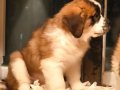 TÜRKİYE'DE EN GÜZEL ST  BERNARD YAVRULARI BİZDE