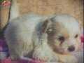 Havanese yavrular mama karşılığı