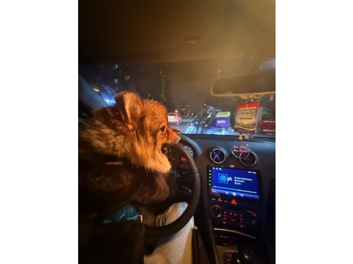 Beylikdüzü Civarı Acil Sahiplendirme: Eğitimli Pomeranian Boo Leo