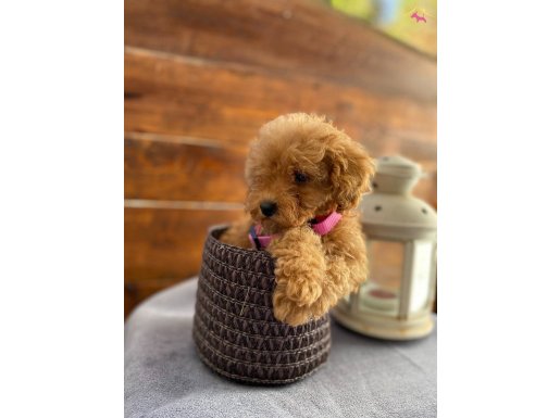 HER BÜTÇEYE UYGUN TOYY POODLE BEBEKLER!