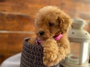 HER BÜTÇEYE UYGUN TOYY POODLE BEBEKLER!
