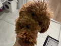 Sevimli 7 aylık Büyümeyen köpeğimiz