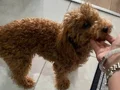 Sevimli 7 aylık Büyümeyen köpeğimiz