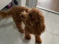 Sevimli 7 aylık Büyümeyen köpeğimiz